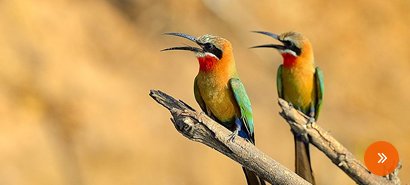 Birds of Assam and Eaglenest