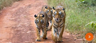 Golden Triangle with Tigers