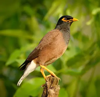 bird image