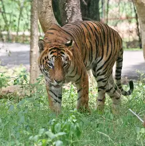 Manas Wildlife Tours