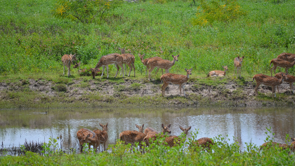 Bandipur National Park- Bandipur Tiger Reserve in Karnataka, India
