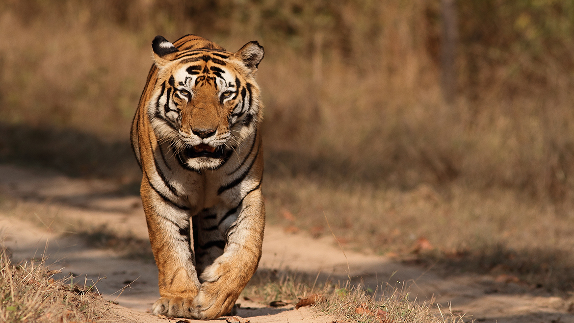 Kanha National Park | Kanha Tiger Reserve Madhya Pradesh, India