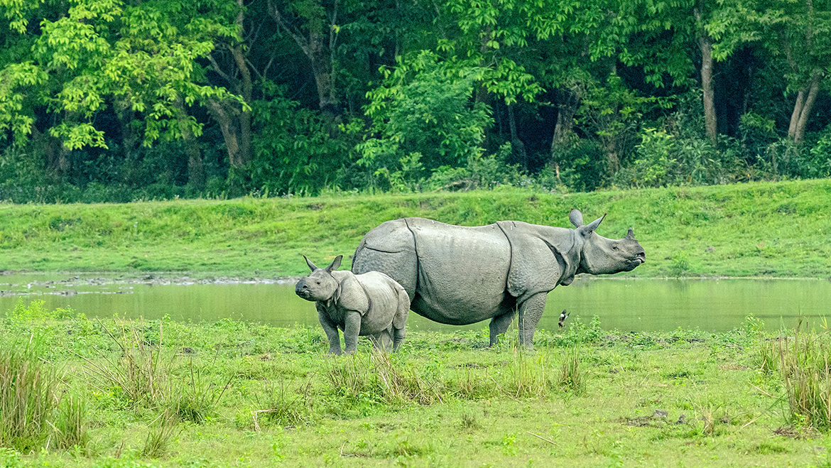 Kaziranga National Park | Kaziranga Wildlife Sanctuary, Assam, India