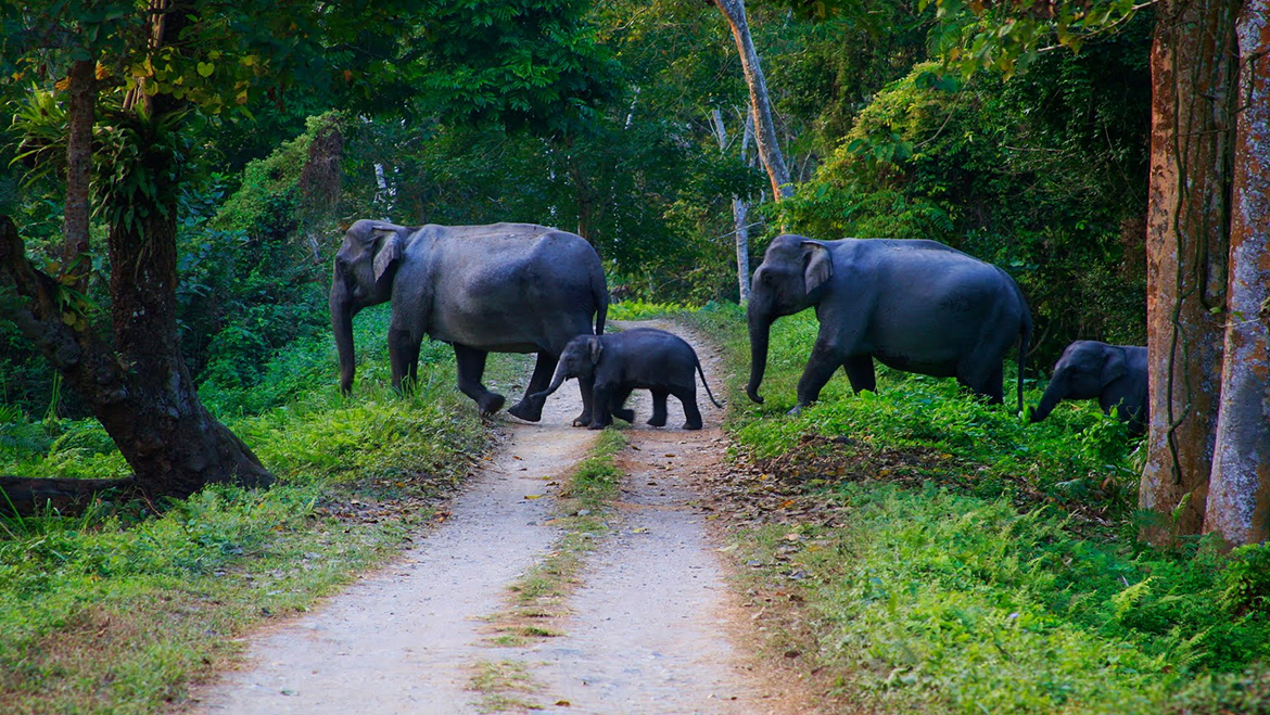 Kerala Wildlife Tour Packages- Best Wildlife Tours & Holiday Packages,  Kerala