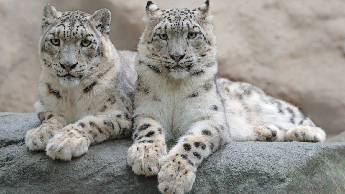 wildlife tourism in ladakh