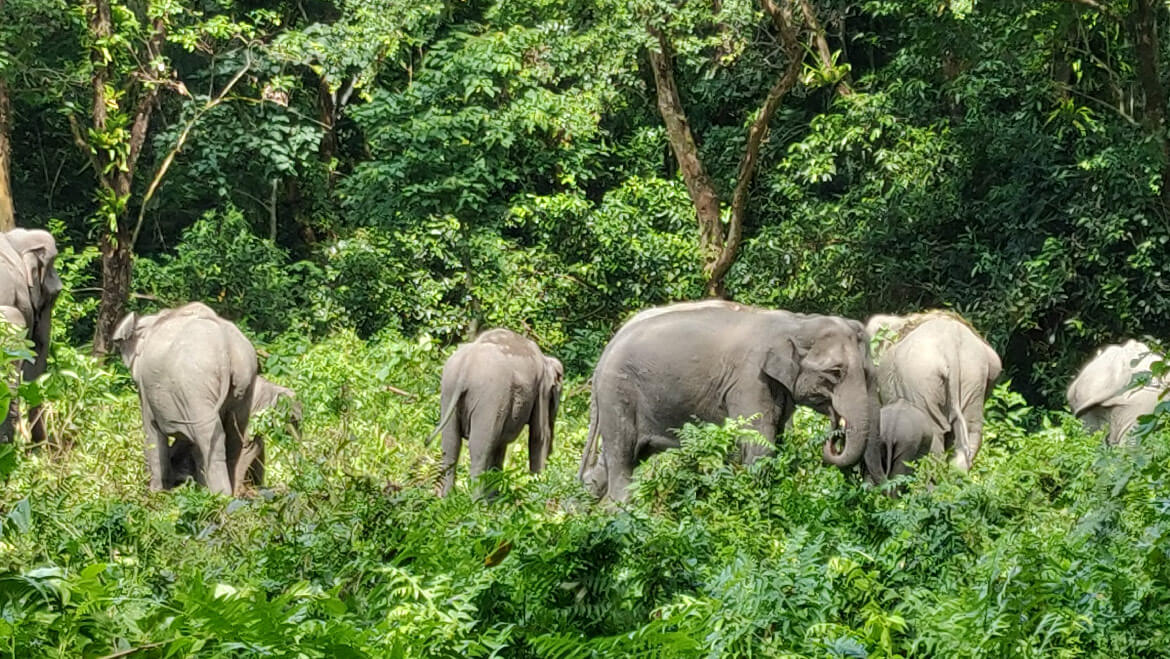 Manas National Park, Assam: Flora & Fauna & Safari Timing
