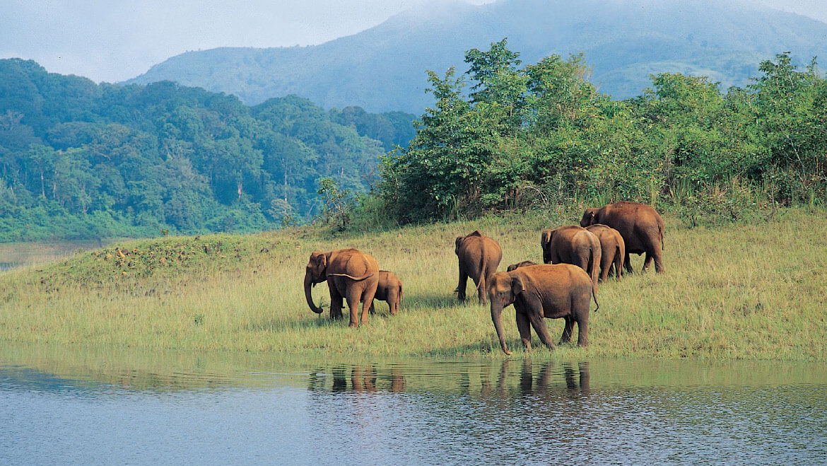 Periyar Wildlife Sanctuary- Periyar National Park in Kerala, India - 