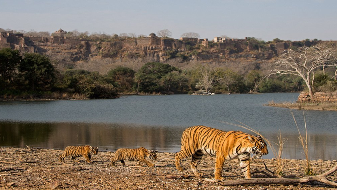Ranthambore National Park – A Tiger Reserve in Sawai Madhopur, Rajasthan