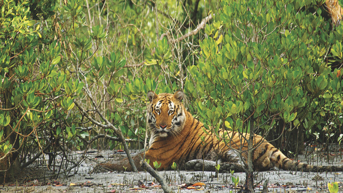 jungle tour in west bengal