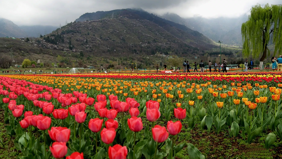 Image result for kashmir tulip garden,nari
