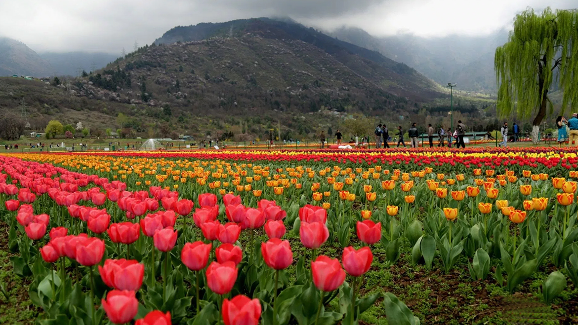 A Look Inside The Asia s Largest Tulip Garden Srinagar J K Tourism A Look Inside The Asia s Largest Tulip Garden Srinagar J K Tourism