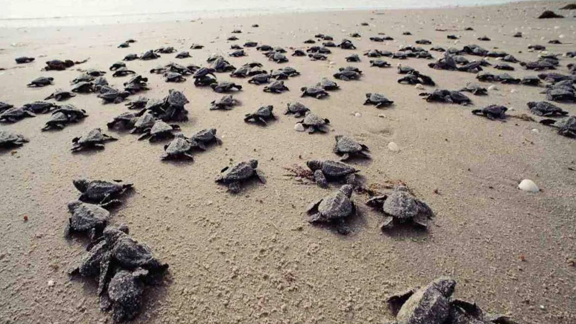Galgibaga Turtle Beach Goa Top Attractions Things To Do Goa Tourism