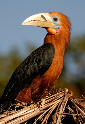 Bird Watching Andaman