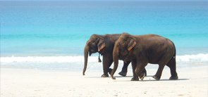 Elephant Beach, Andaman