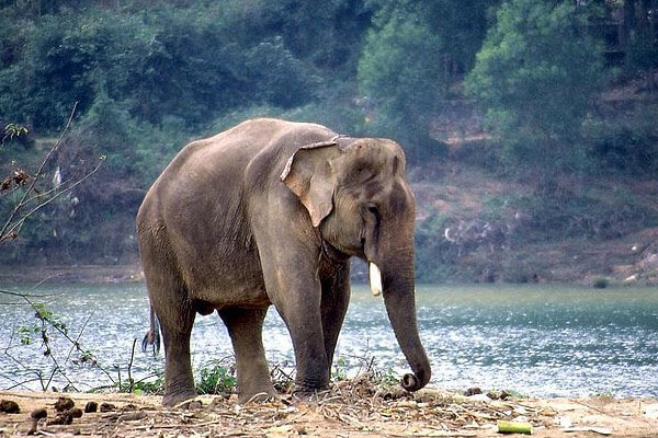 Wildlife Tourism in Andhra Pradesh: Famous National Parks & Sanctuaries