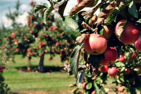 Apple Orchards Bomdila