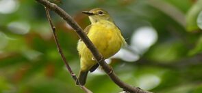 Bird Watching in Arunachal