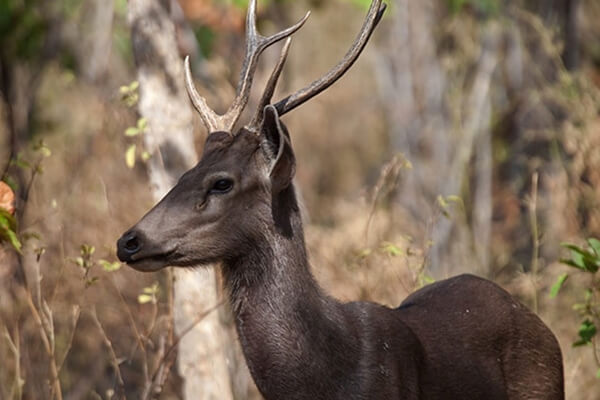 Kamlang Wildlife Sanctuary in Lohit Arunachal Pradesh