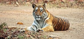 Pakke Tiger Reserve in  Bhalukpong