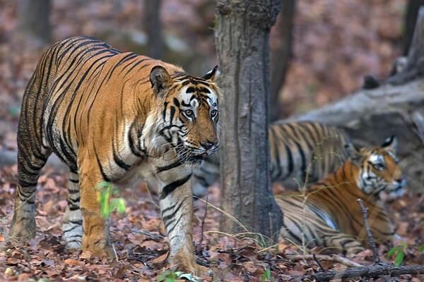 Pakke Tiger Reserve & Wildlife Sanctuary Arunachal Pradesh