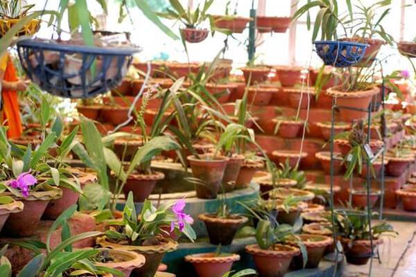 sessa-orchid-sanctuary