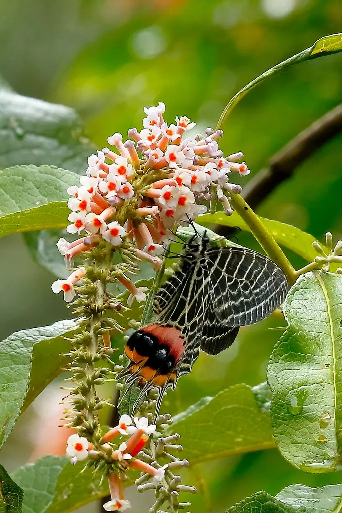 Assam & Arunachal Wildlife Tour