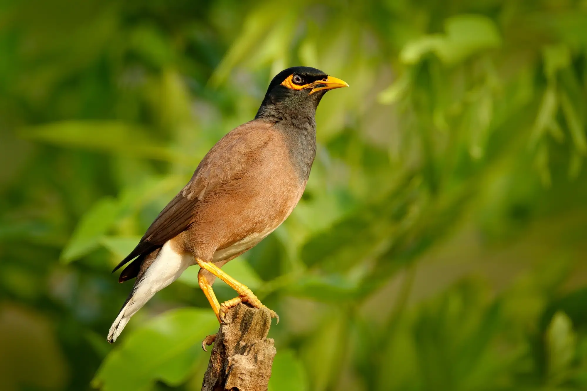 Birding Tour in North East India