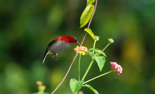 Birds of Assam and Eaglenest