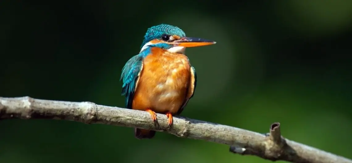 North East India Bird Watching Tour