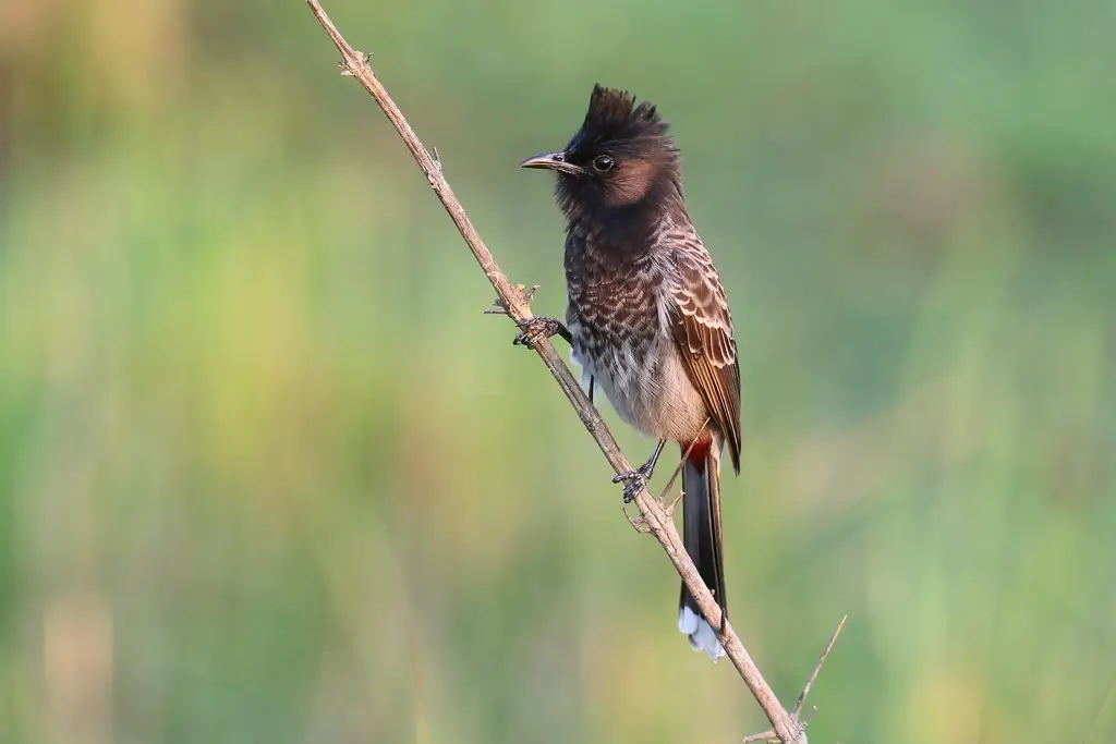 The Birds of Assam & West Bengal