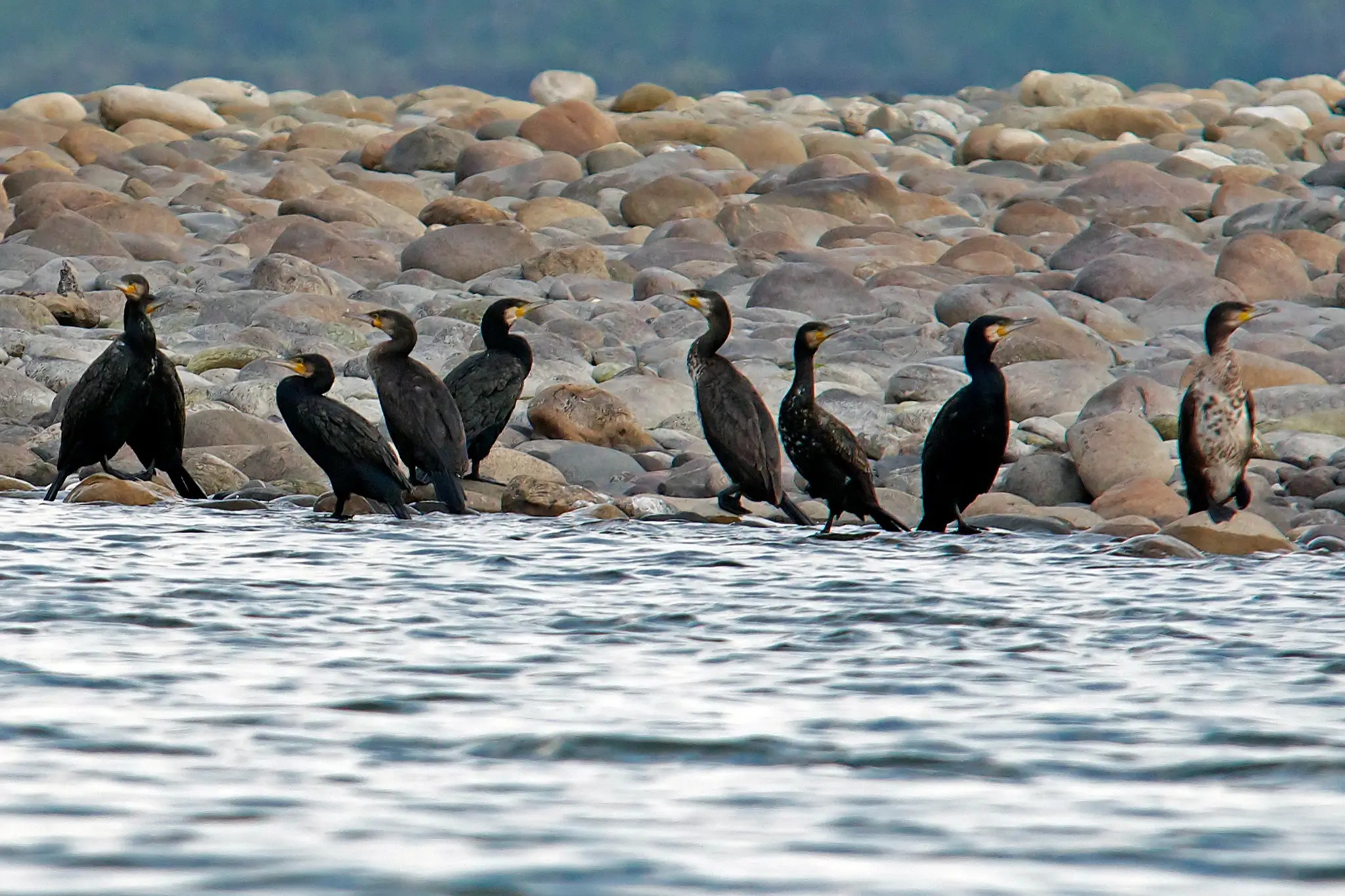 Nameri National Park