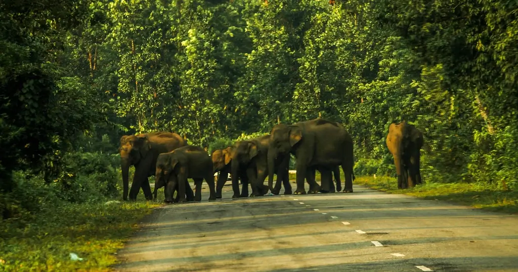 Nameri National Park 