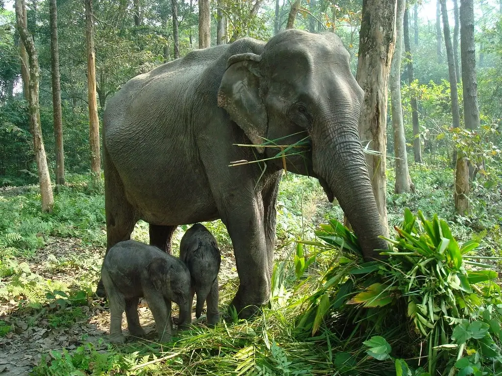Nameri National Park