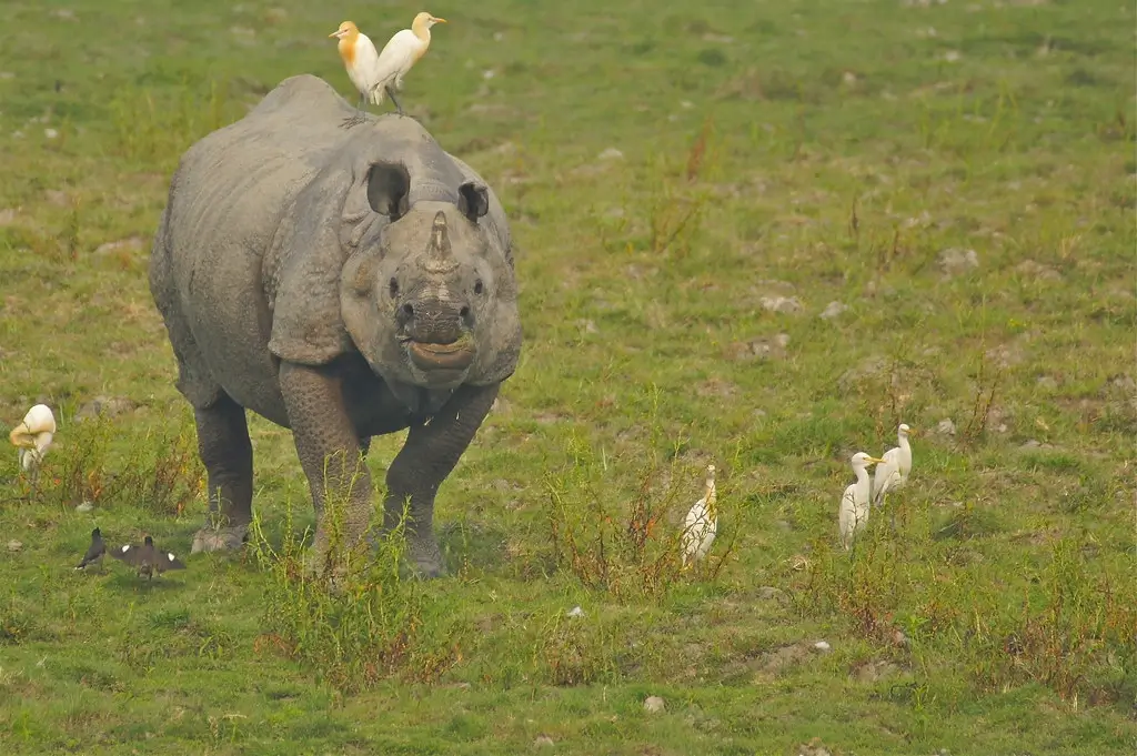 The One horned Rhino with Hoolock Gibbons