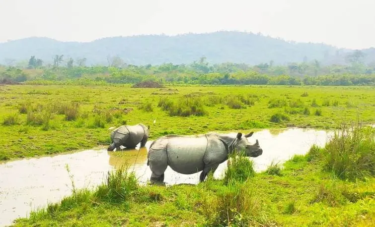 Kaziranga Wildlife Tour
