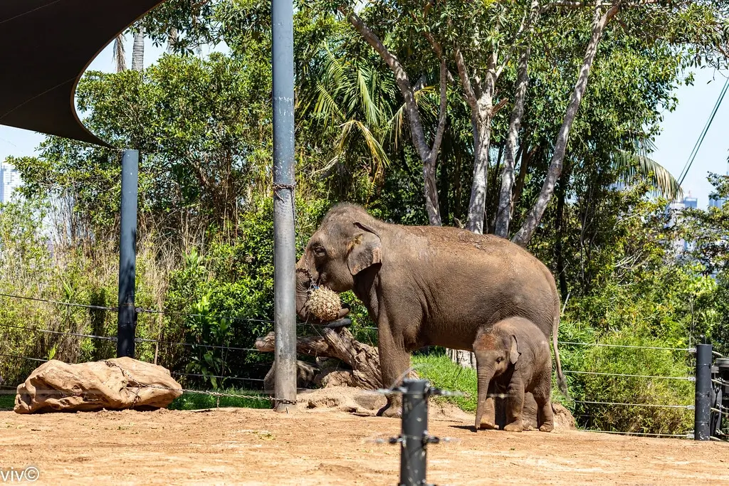 Wildlife of North East India and Nepal