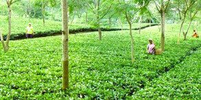 Eolabari Tea Estate Assam