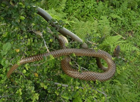 Garampani Wildlife Sanctuary Karbi Anglong, Assam
