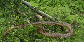 Garampani Wildlife Sanctuary Assam