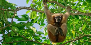 Gibbon Wildlife Sanctuary Jorhat, Assam