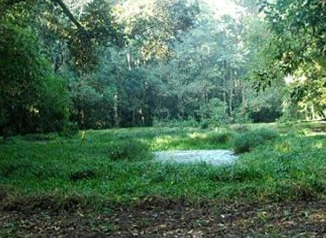 Jeypore Rainforest Assam