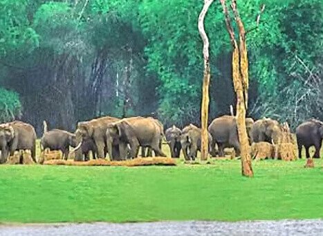 Nambor Wildlife Sanctuary Golaghat, Assam