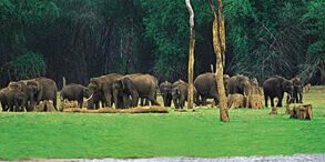 Nambor Wildlife Sanctuary Assam