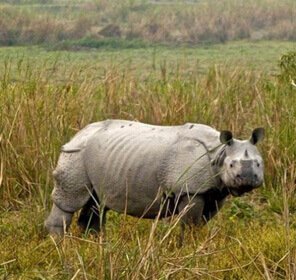 Wildlife in Assam | National Parks & Wildlife Sanctuaries in Assam