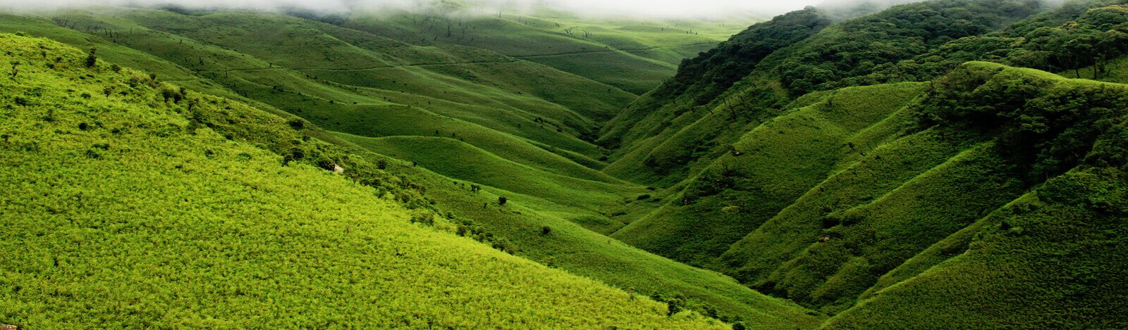 Tea Tasting Tour in Assam