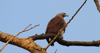 Assam & West Bengal Birds Sightseeing