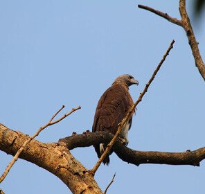 The Birds of Assam & West Bengal