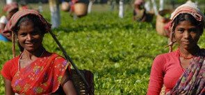 Dehing Tea Patkai Festival Assam