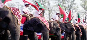 Elephant Festival Assam