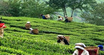 Tea Tasting Tour Assam